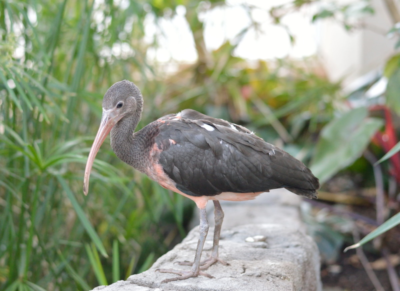 animal themes, day, close-up, ibis, perching, juvenile scarlet ibis, Juvenile, perched, beak, one animal, tree, outdoors, zoo, ecology, fauna, life, full length