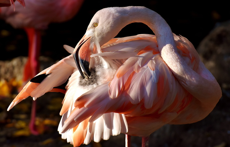 animal neck, close-up, preening, pink color, beak, no people, ibis, two animals, freshwater bird, nature, animal body part, vertebrate, animal wildlife
