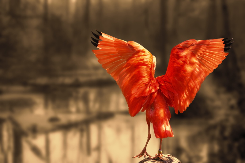 animal body part, chicken - bird, animal, bright red, glossy ibis, red ibis, animal themes, swamp, orange color, spread wings, landscaping, curved beak