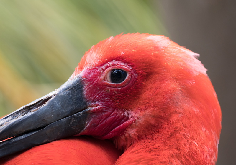 bright, 4K, wild, feathers, animals in the wild, outdoors, exotic, animal eye, red, side view, scarlet ibis, one animal, looking, nature, animal neck