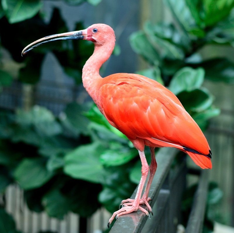 close-up, avian, beak, no people, feather, animals in the wild, 4K, perching, wilderness, flamingo, red, fly, tree, wildlife, wings, outdoor, creature