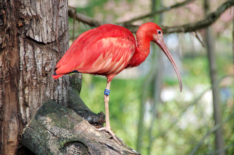 eudocibus ruber, vertebrate, full length, tree, scarlet ibis, focus on foreground, profile view, animal wildlife, plant, outdoors, one animal, day, red