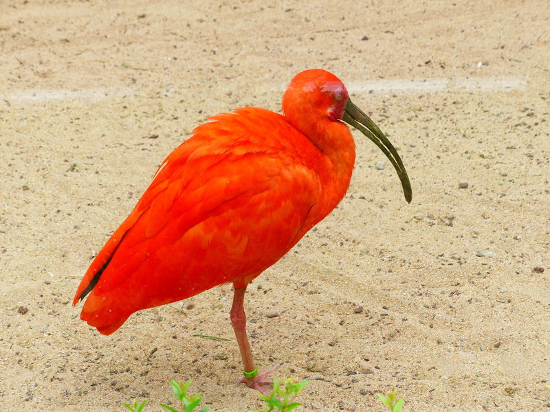 nature, animal themes, curved beak, sand, animal, one animal, scarlet ibis, zoo, close-up, perching, bill, day, bright red, animals in the wild, land, 4K