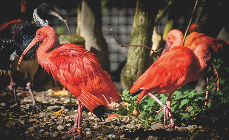 group of animals, outdoors, ibis, bird, day, red ibis, animal themes, two animals, eudocimus ruber, no people, zoo, plumage, close-up, perching, red, tierpark hellabrunn