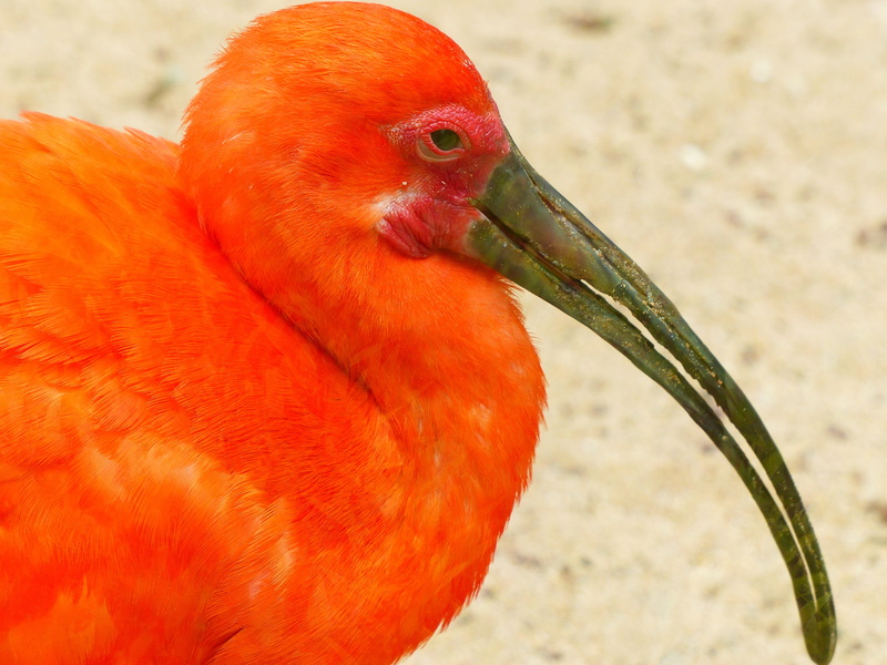 vertebrate, eudocimus ruber, red ibis, long beak, animal themes, bright red, animals in the wild, side view, curved beak, close-up, löffler, animal neck