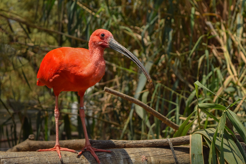 Scarlet Ibis, 5K, Bird, Ibis, Birds