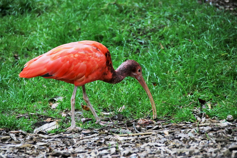 scarlet, tropical, natural, animals in the wild, grass, side view, red ibis, one animal, bill, red, growth, red bird, animal wildlife, 5K, animal themes