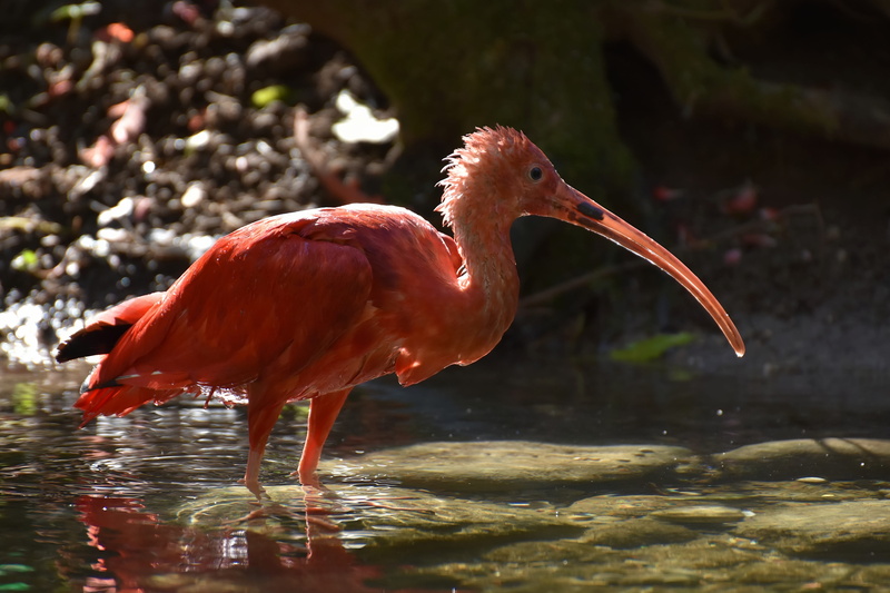 day, no people, focus on foreground, beak, animal themes, plumage, water, scarlet ibis, animal, red ibis, animal wildlife, one animal, ibis, red, animal neck