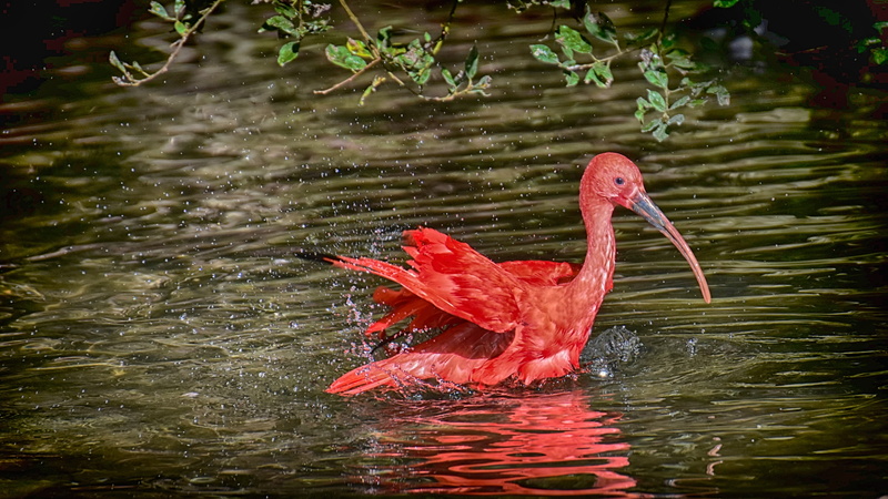 waterfront, nature, one animal, ibis, beak, animal themes, bird, day, outdoors, red, rippled, vertebrate, animal neck, no people, red ibis, water, swimming