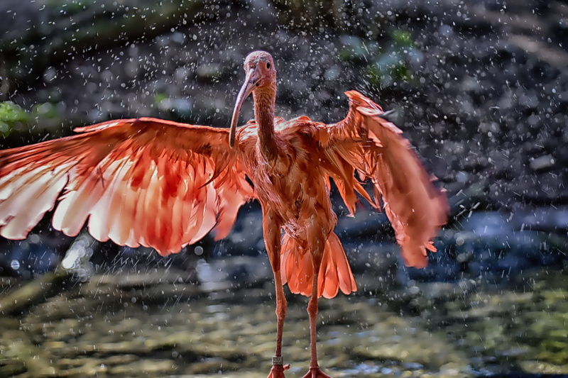 zoo, motion, animal, no people, spray, day, flying, animal wildlife, 5K, red ibis, orange color, eudocimus ruber, water, bird, nature, one animal, scarlet ibis