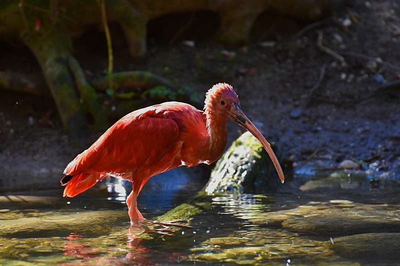 animal themes, focus on foreground, beak, water, full length, animal wildlife, eudocimus ruber, animal body part, zoo, ibis, plumage, pink color, lake