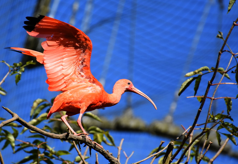 red ibis, one animal, animal wildlife, animals in the wild, zoo, day, 4K, focus on foreground, scarlet ibis, plumage, profile view, plant, animal themes