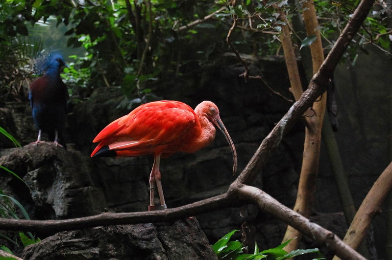 Tropical, close-up, south, avian, perching, animal wildlife, plumes, focus on foreground, wader, red, day, Ibis, animals in the wild, nature, animal, animal body part