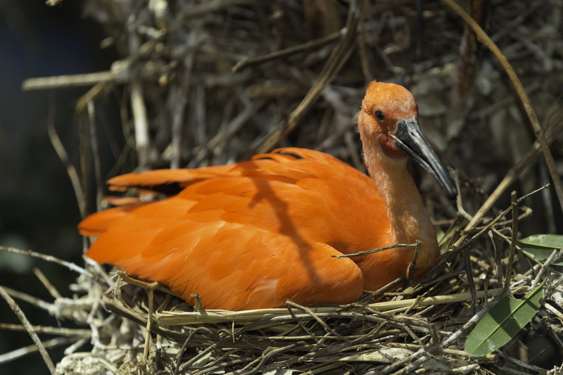 animal nest, bird, animal themes, wildlife, red, day, fauna, photography, 4K, color, focus on foreground, beak, colorful, birdwatching, scarlet ibis, young animal