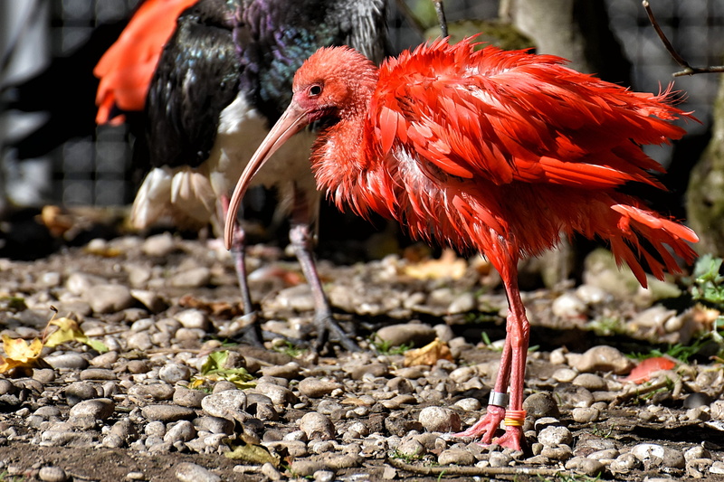 red ibis, solid, eudocimus ruber, rock - object, ibis, close-up, rock, vertebrate, scarlet ibis, red, chicken - bird, day, 4K, land, nature, no people