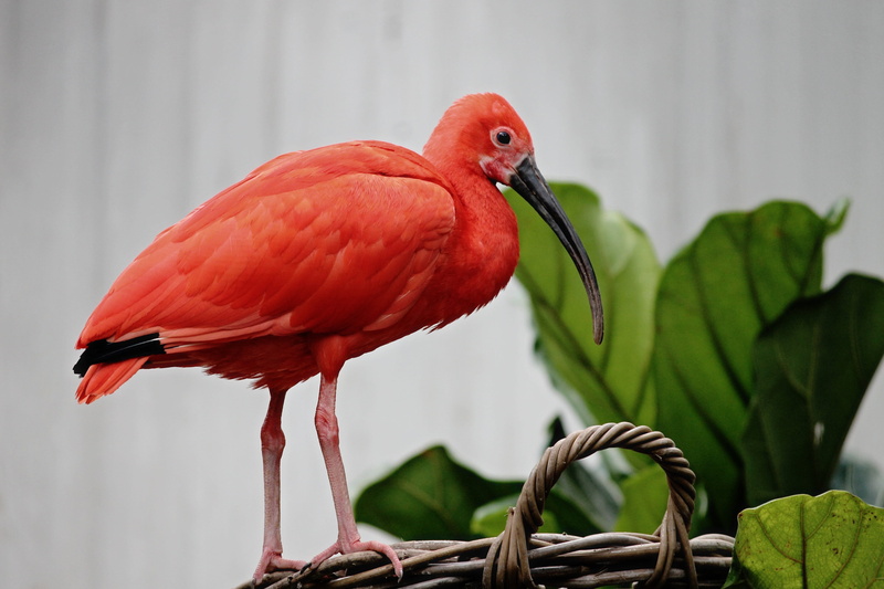 ibis, red ibis, bright red, side view, bill, tropics, plumage, no people, vertebrate, animal, glossy ibis, animals, long beak, scarlet ibis, zoo, color