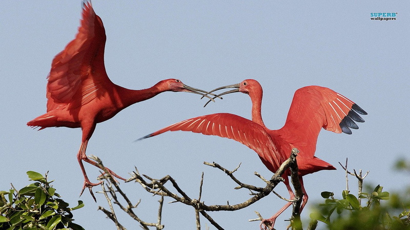 720P, Birds, Scarlet Ibis