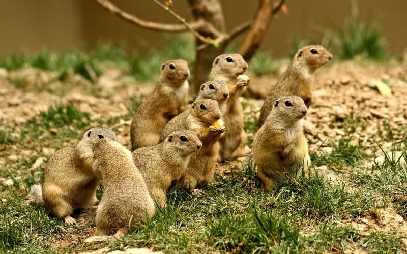 meerkat, animal, togetherness, plant, outdoors, land, group of animals, animal wildlife, grass, nature, animal family, mammal, day, 1080P, animals in the wild