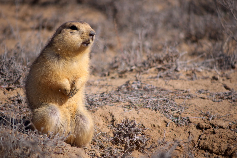day, woodchuck, mammal, gopher, ground Squirrel, animal, fear, 4K, squirrel, rodent, survival, prairie Dog, brown, nature, young animal, fur, outdoors
