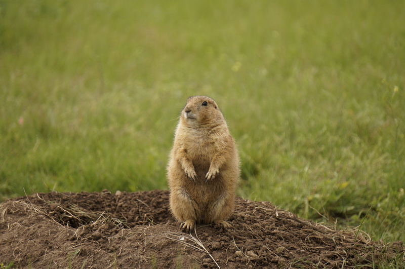 land, animal, animals in the wild, vertebrate, 1080P, no people, rodent, green color, animal themes, standing, plant, prairie dog, one animal, nature