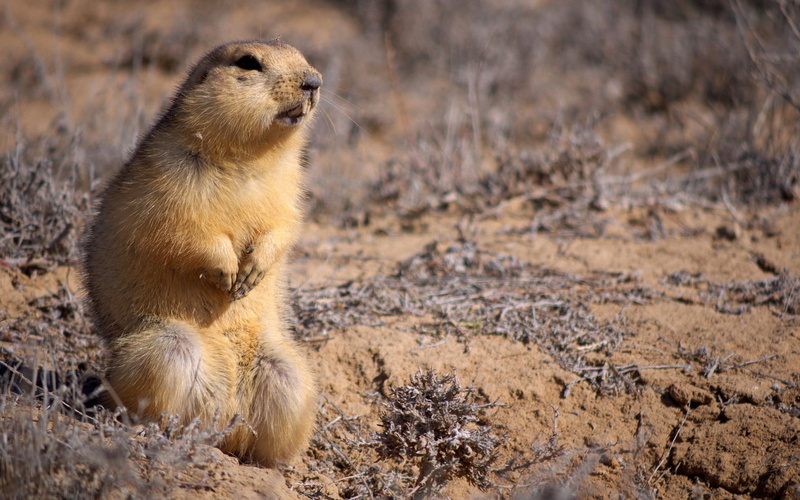 grass, marmot, survival, vertebrate, young animal, full length, brown, woodchuck, hair, baby, close-up, hunting, ground Squirrel, animals In The Wild, fur