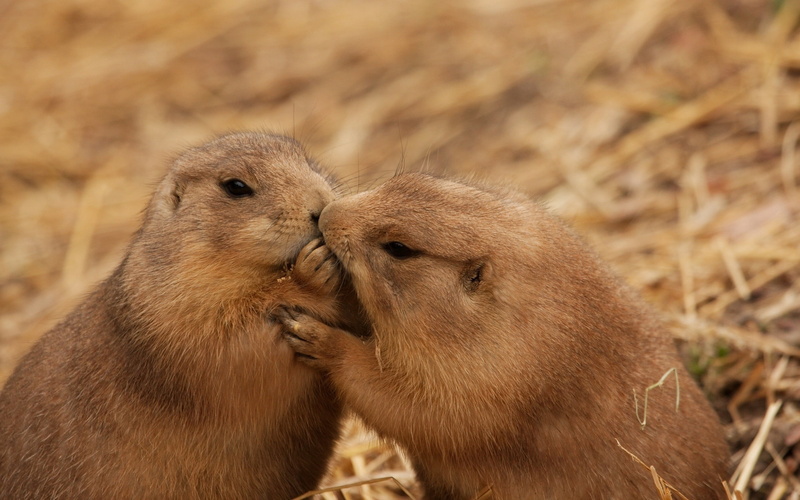 close-up, prairie Dog, caring, young Animal, focus on foreground, brown, couple, two animals, eating, squirrel, wildlife, looking, land, outdoors, animal themes