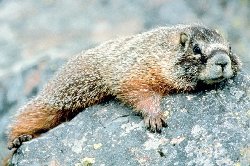 brown, close-up, animal themes, whisker, nature, park, woodchuck, squirrel, United States, rodent, one animal, no people, animal, 720P, animals In The Wild