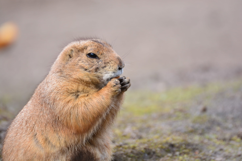 eating, wildlife, rodent, animals, cute, prairie dogs, outdoors, side view, Prairie Dog, animal, animal head, squirrel, one animal, Croissant, Dogs, mammal