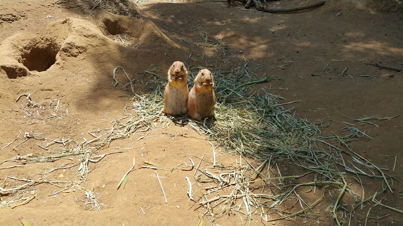 day, looking at camera, mammal, animal themes, land, high angle view, 2K, relaxation, nature, vertebrate, outdoors, one animal, animal wildlife, prairie dog