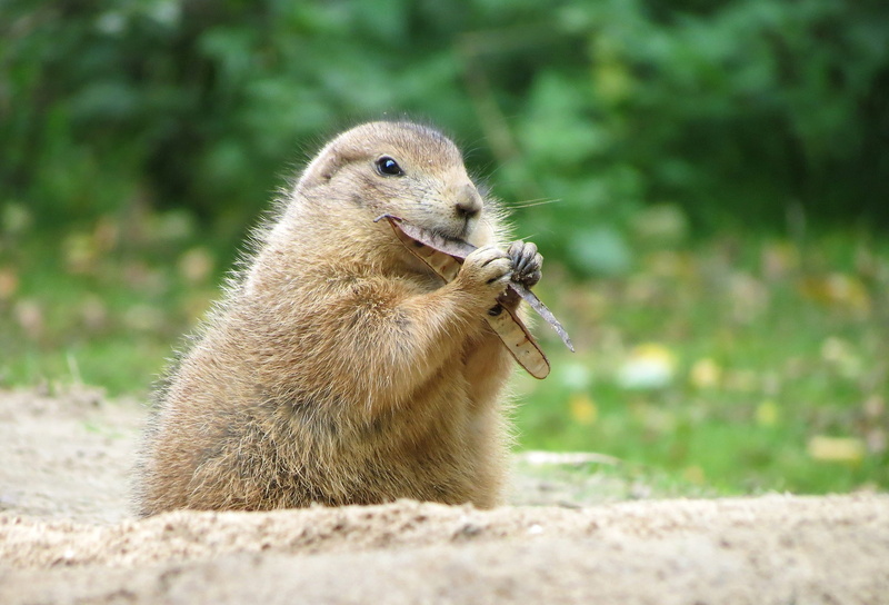 animal hair, animal photo, selective focus, animal wildlife, herbivores, day, small, animals in the wild, vertebrate, gophers, wildlife park, nature, curious