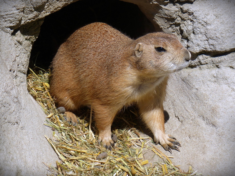 vertebrate, close-up, no people, standing, rodent, rock, sunlight, outdoors, animal, day, walk, nature, prairie dog, land, 4K, looking, solid, brown, rock - object