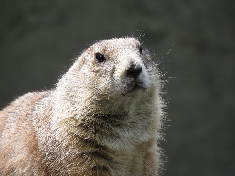 animals in the wild, animal themes, whisker, animal wildlife, vertebrate, portrait, muzzle, nature, profile view, prairie dog, brown, no people, outdoors