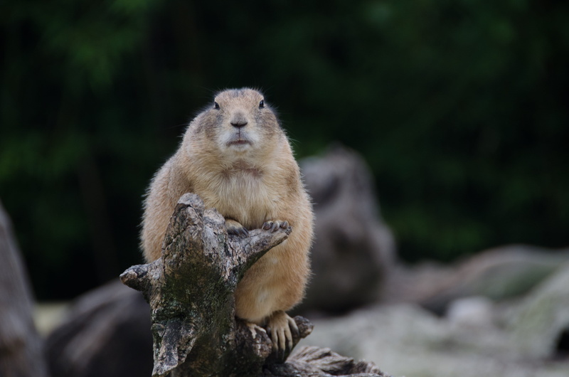 land, focus on foreground, mammal, no people, wood - material, vertebrate, rodent, animals in the wild, 4K, tree, plant, animal, sitting, prairie dog