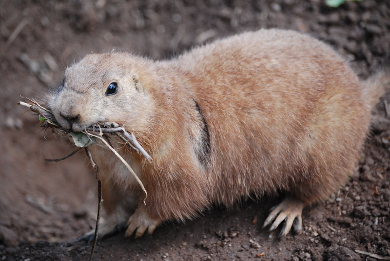 prairie dog, outdoors, profile view, focus on foreground, whisker, mammal, vertebrate, close-up, muzzle, meerkats, animals in the wild, land, one animal