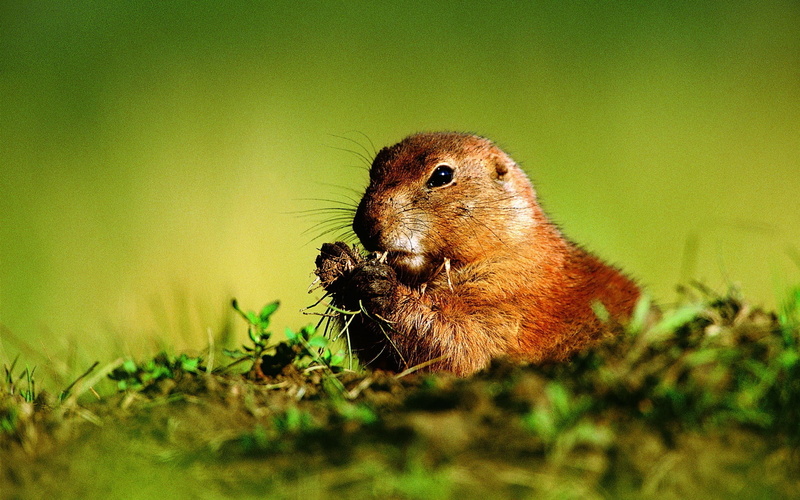 one Animal, 1080P, day, nature, plant, outdoors, selective focus, looking, vertebrate, grass, whisker, brown, field, green Color, land, fur, prairie, cute