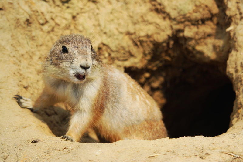 focus on foreground, nature, sunlight, 4K, rock - object, beaver, rock, cute, animal wildlife, sand, day, vertebrate, one animal, black - tailed prairie dog