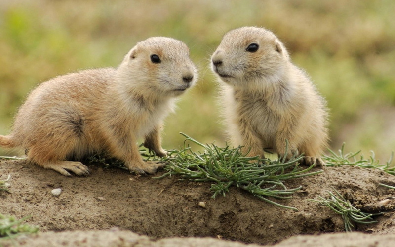 animals, walk, animals And Pets, brown, mammals, couple, togetherness, animal themes, focus on foreground, marmot, vertebrate, woodchuck, meerkat, two animals