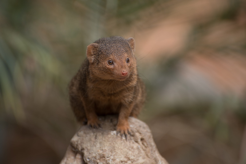 wildlife, close-up, zoo, rodent, vertebrate, meerkat, selective focus, animals In The Wild, 5K, solid, prairie dog, animal wildlife, focus on foreground
