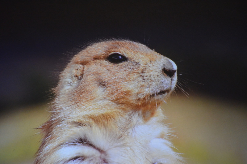 focus on foreground, fur, prairie-dog, animal body part, nature, cute, Black-Tailed-Prairie-Dog, tailed, prairie Dog, ground Squirrel, looking away, marmot
