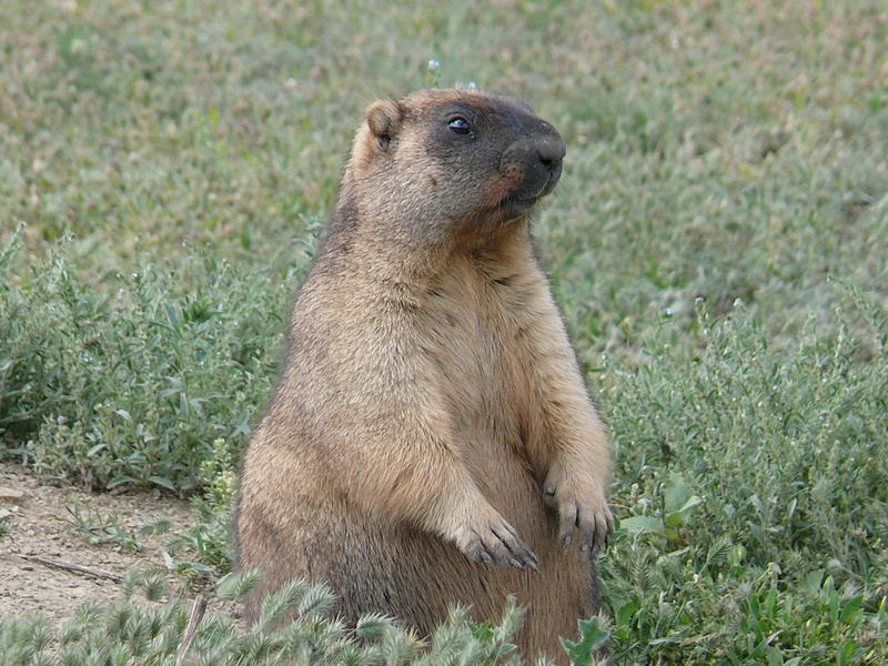 1080P, grass, beaver, cute, wildlife, looking away, prairie Dog, fear, summer, on two paws, nature, standing, rodent, steppe marmot, animal wildlife, day