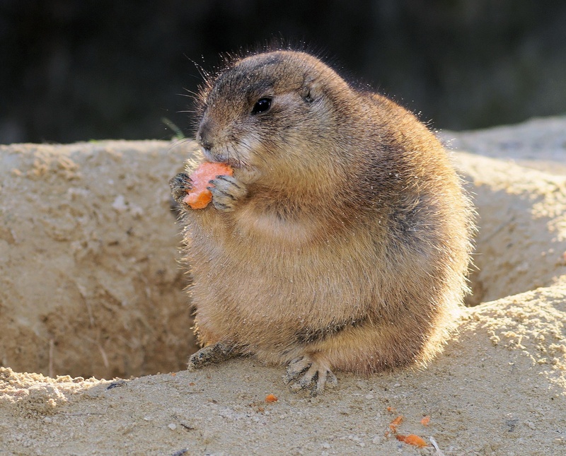 animal body part, nature, cynomys, winter fat, vigilant, one animal, land, fluffy, animal wildlife, gophers, close-up, 2K, eating, whisker, furry, beaver