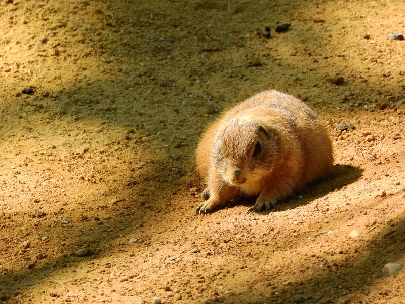 mammal, outdoors, sunlight, beach, whisker, tailed, cynomys ludovicianus, sand, animal, nature, prairie, 2K, animals And Pets, wildlife, rodent, no People