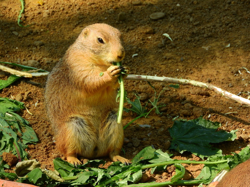 animal wildlife, eating, rodent, nature, prairie, looking away, small, day, looking, cute, north american fauna, land, one animal, Black-Tailed Prairie Dog