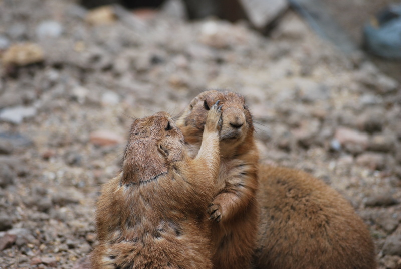 animal themes, fur, no people, close-up, brown, land, alertness, cute, young animal, wildlife, woodchuck, focus on foreground, animals, outdoors, care