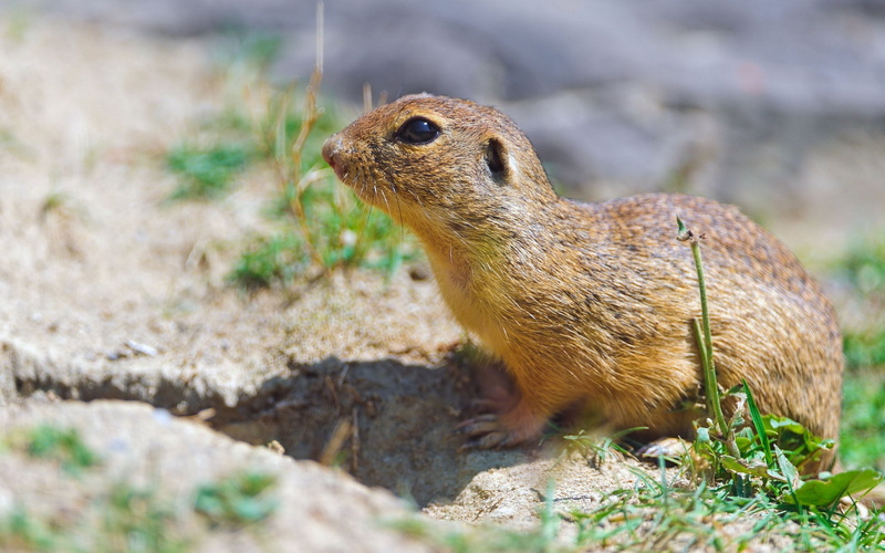 marmot, cute, prairie Dog, small, squirrel, solid, animal wildlife, looking, close-up, brown, grass, alertness, profile view, 1080P, wildlife, rodent