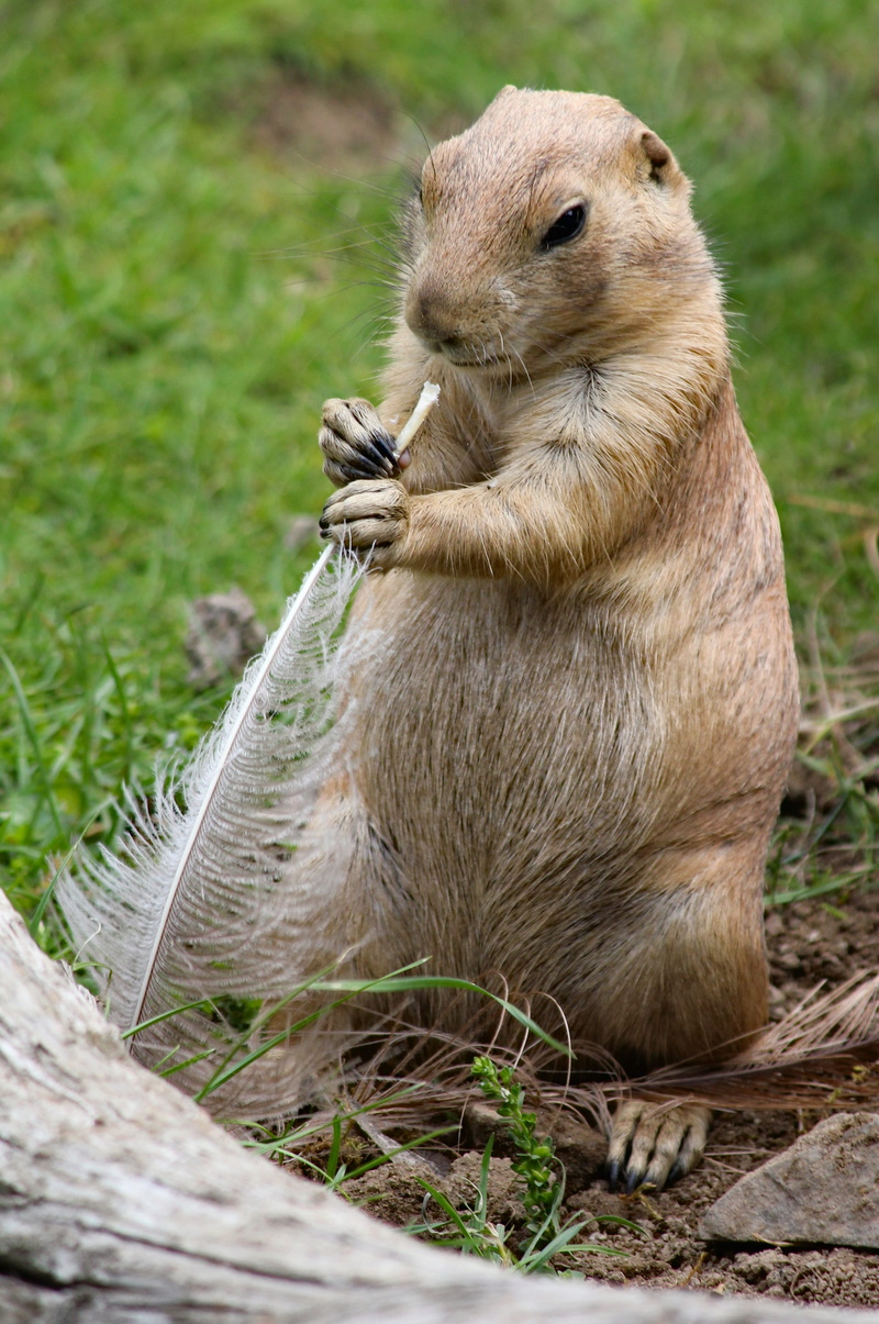 outdoors, grass, close-up, animals in the wild, nature, field, rodent, focus on foreground, day, land, feather, prairie dogs, standing, animal, no people