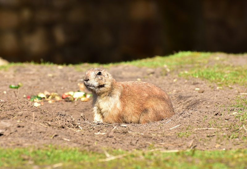 grass, Zoo, chipmunk, brown, color Image, no people, wildlife, sitting, one Animal, Prairie Dog, profile view, land, cute, Animal, full length, outdoors
