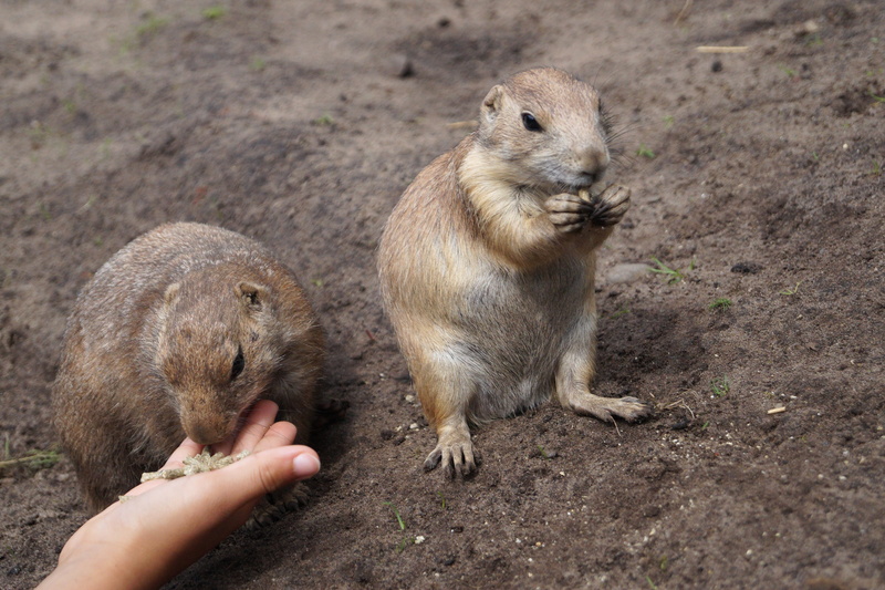 body part, rodent, people, vertebrate, feed, nager, two animals, animal wildlife, mammal, prairie dogs, day, human body part, group of animals, feeding