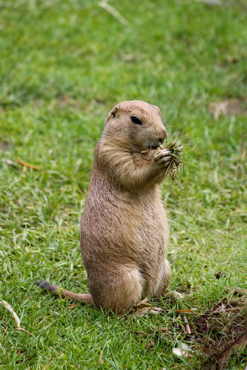 animal themes, animals in the wild, animal wildlife, day, whisker, prériový, rodent, 4K, mammal, focus on foreground, vertebrate, plant, animal, food