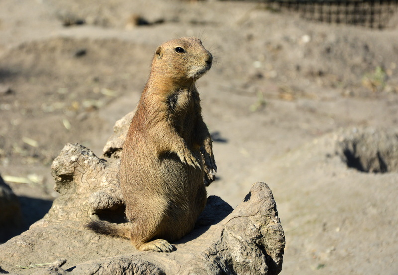 wild, one animal, rock - object, animals in the wild, land, sitting, prairie dog, meerkat, solid, day, animals, rock, fur, cynomys, 4K, outdoors, mammal
